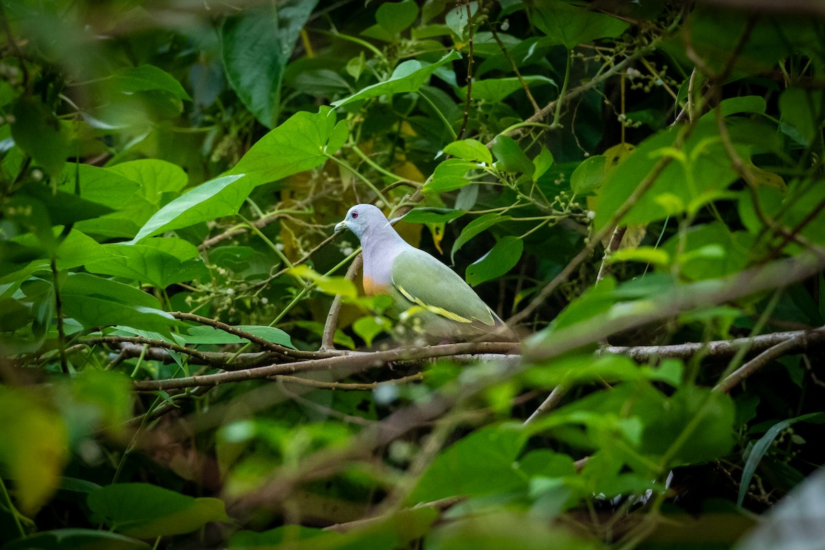 Pink-necked Green-Pigeon - ML646427634