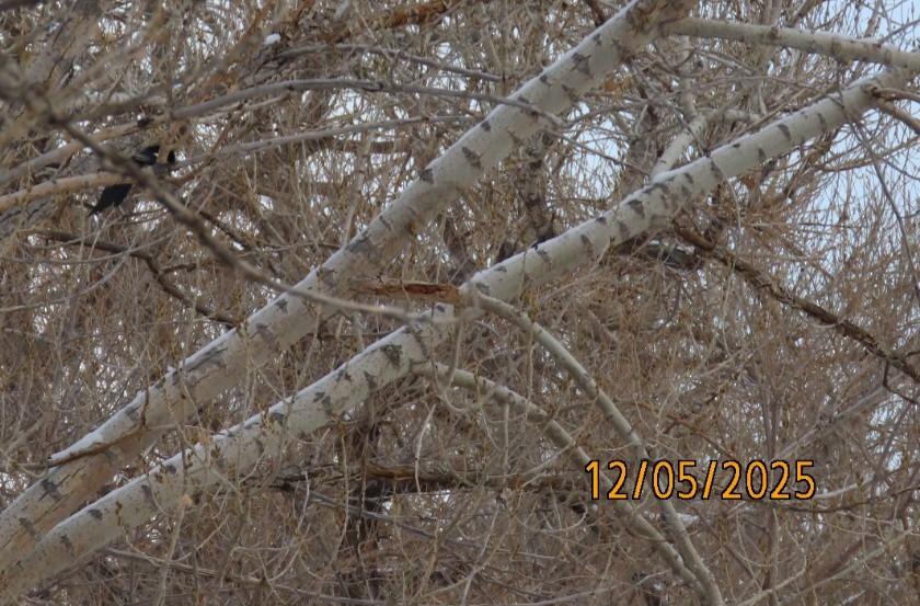 Black-billed Magpie - ML646427635