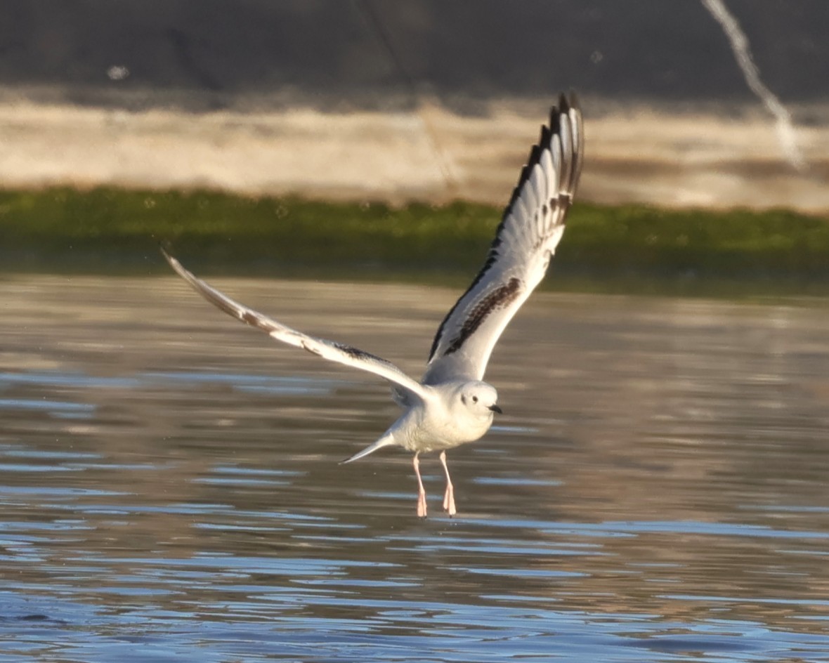 Bonaparte's Gull - ML646427636