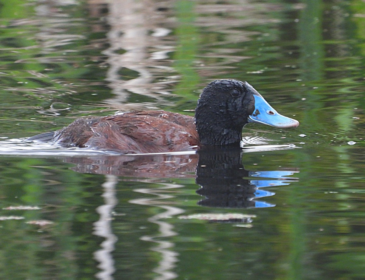 Blue-billed Duck - ML646427639