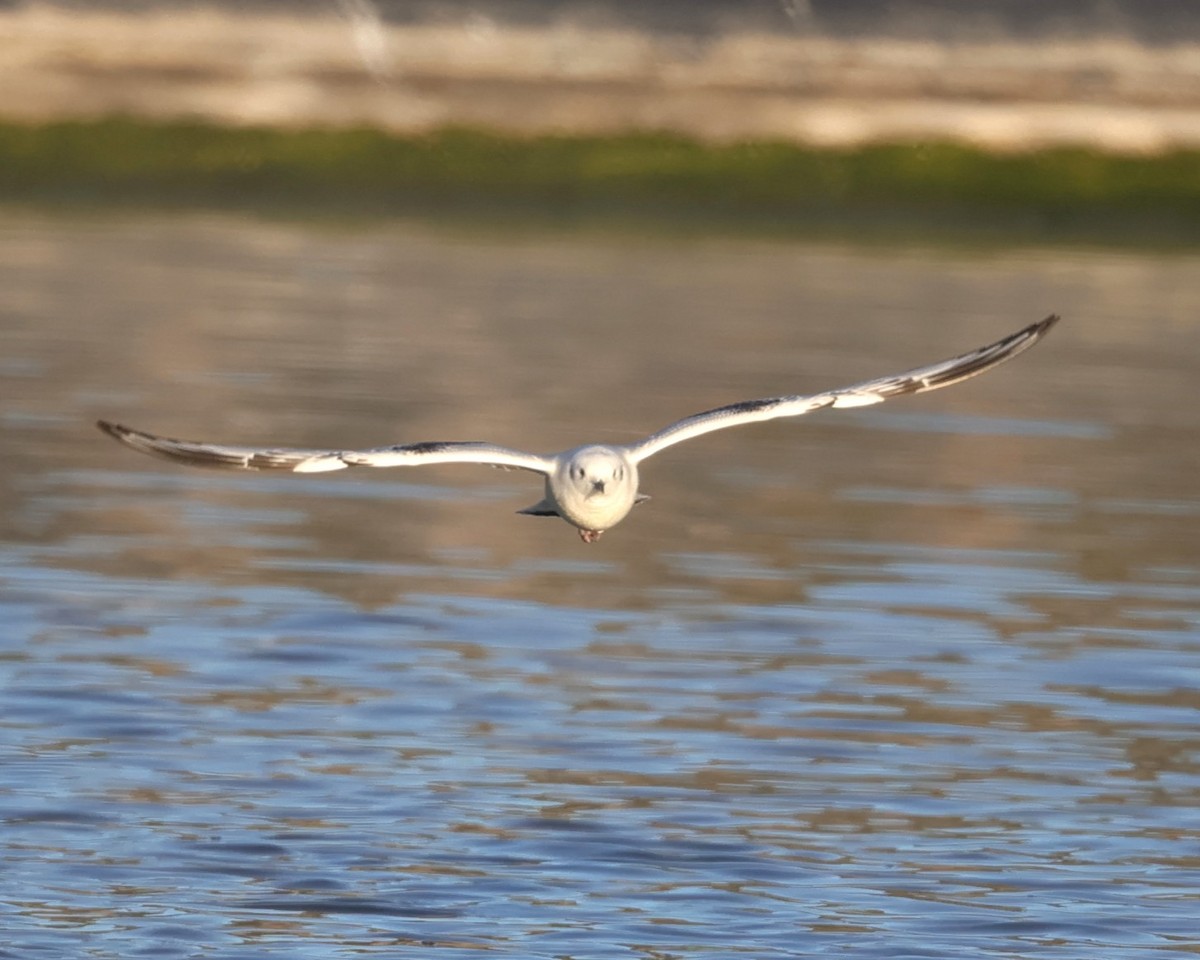 Bonaparte's Gull - ML646427643