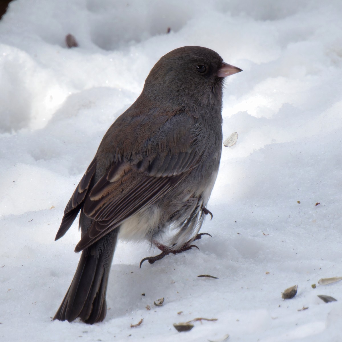 Dark-eyed Junco (Slate-colored) - ML646427644