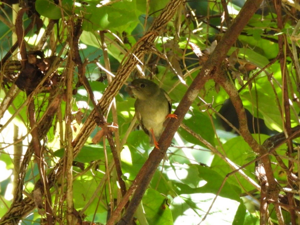 Long-tailed Manakin - ML646427645
