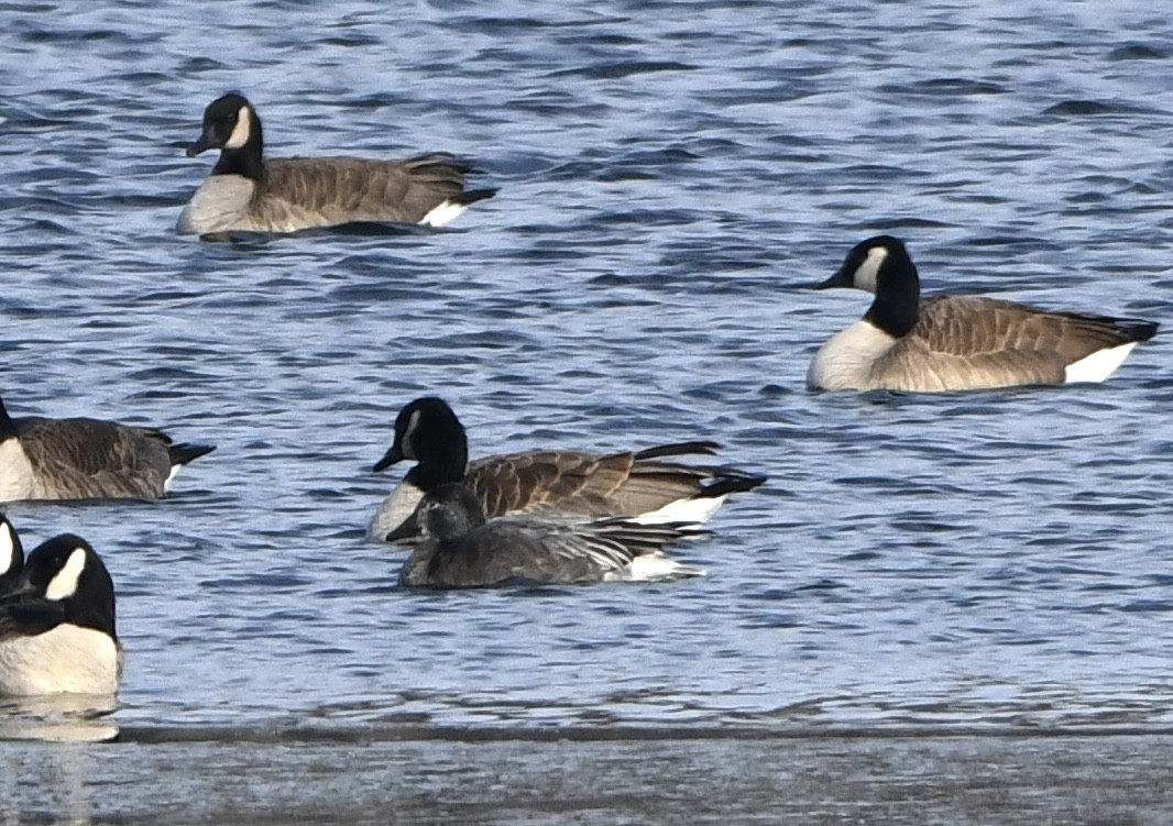 Snow Goose - ML646427647