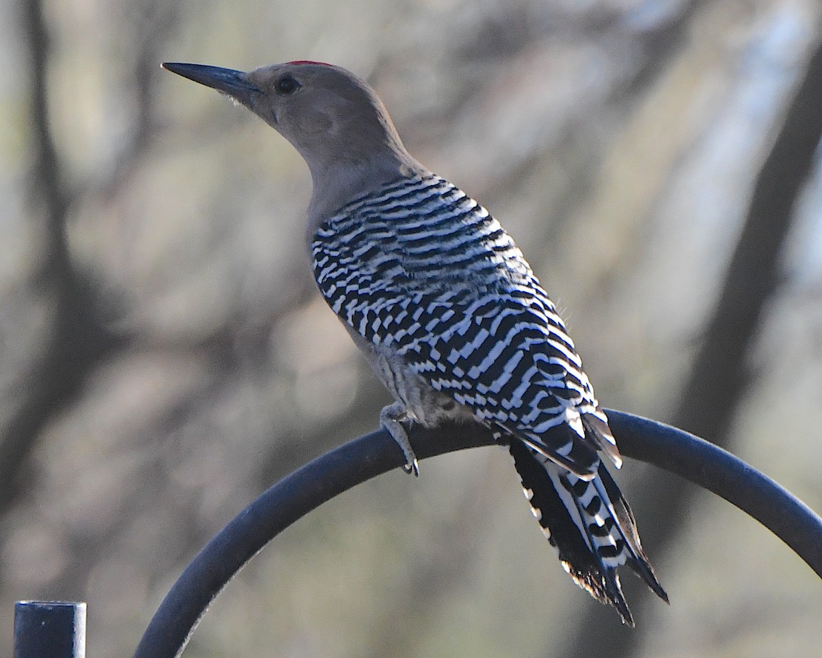 Gila Woodpecker - ML646427648