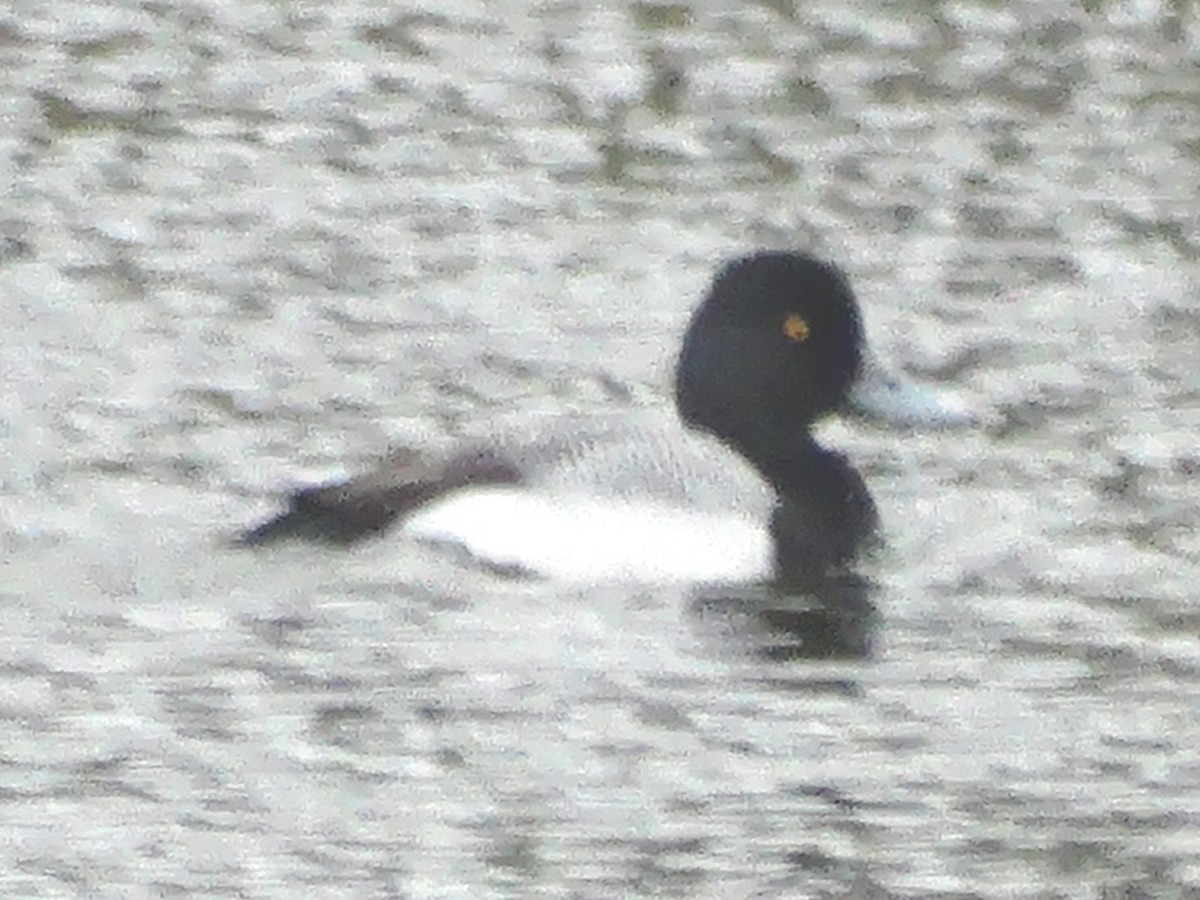 Lesser Scaup - ML646427650