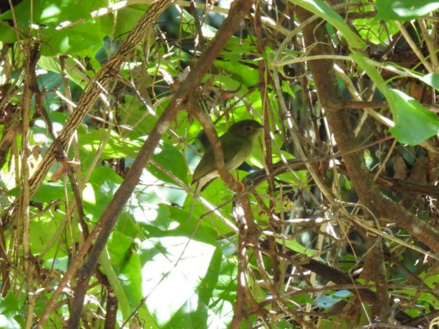 Long-tailed Manakin - ML646427651