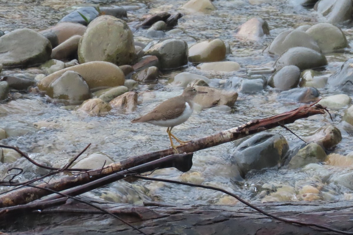 pisík americký - ML646427652