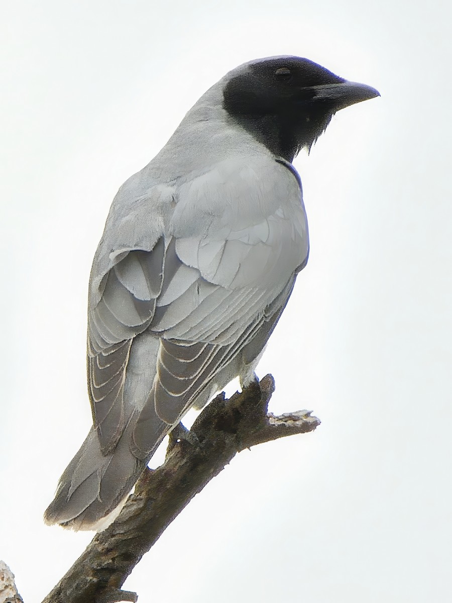 Black-faced Cuckooshrike - ML646427653