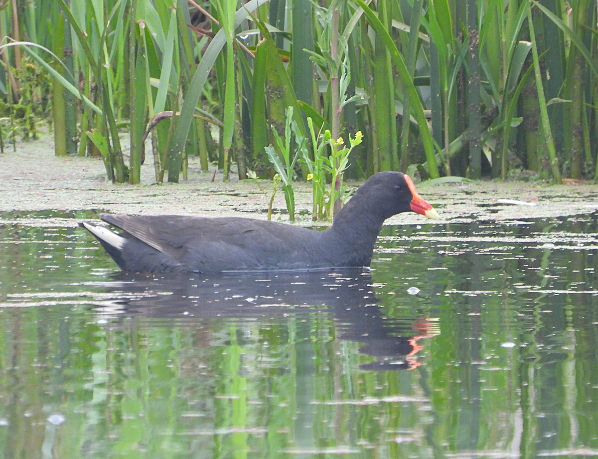 Dusky Moorhen - ML646427654