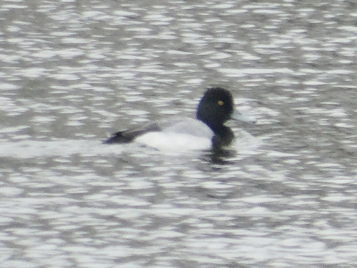 Lesser Scaup - ML646427655