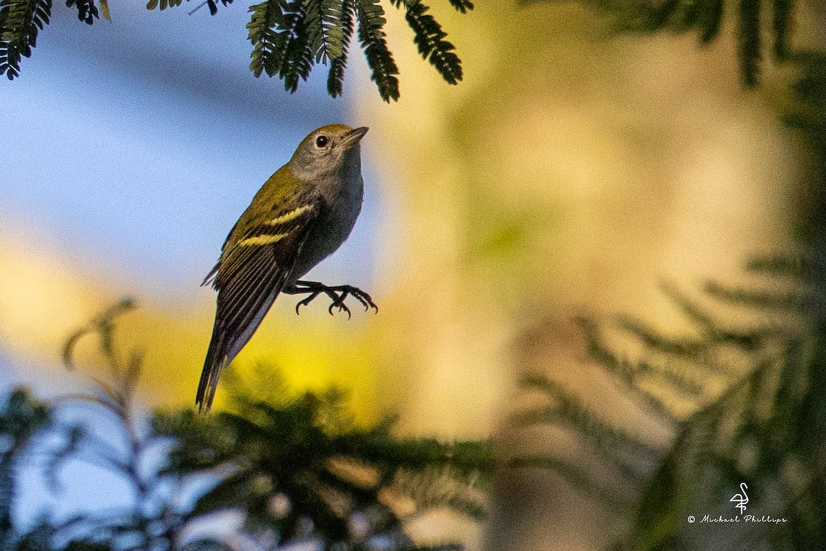 ワキチャアメリカムシクイ - ML646427660