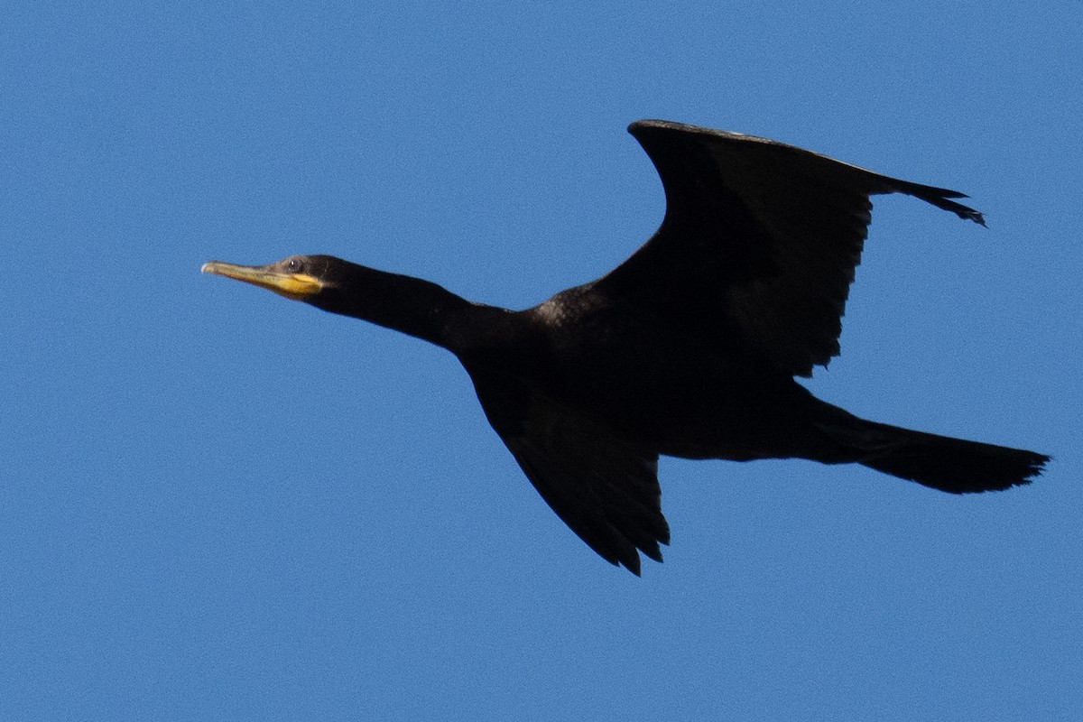 Баклан бразильський - ML646427663