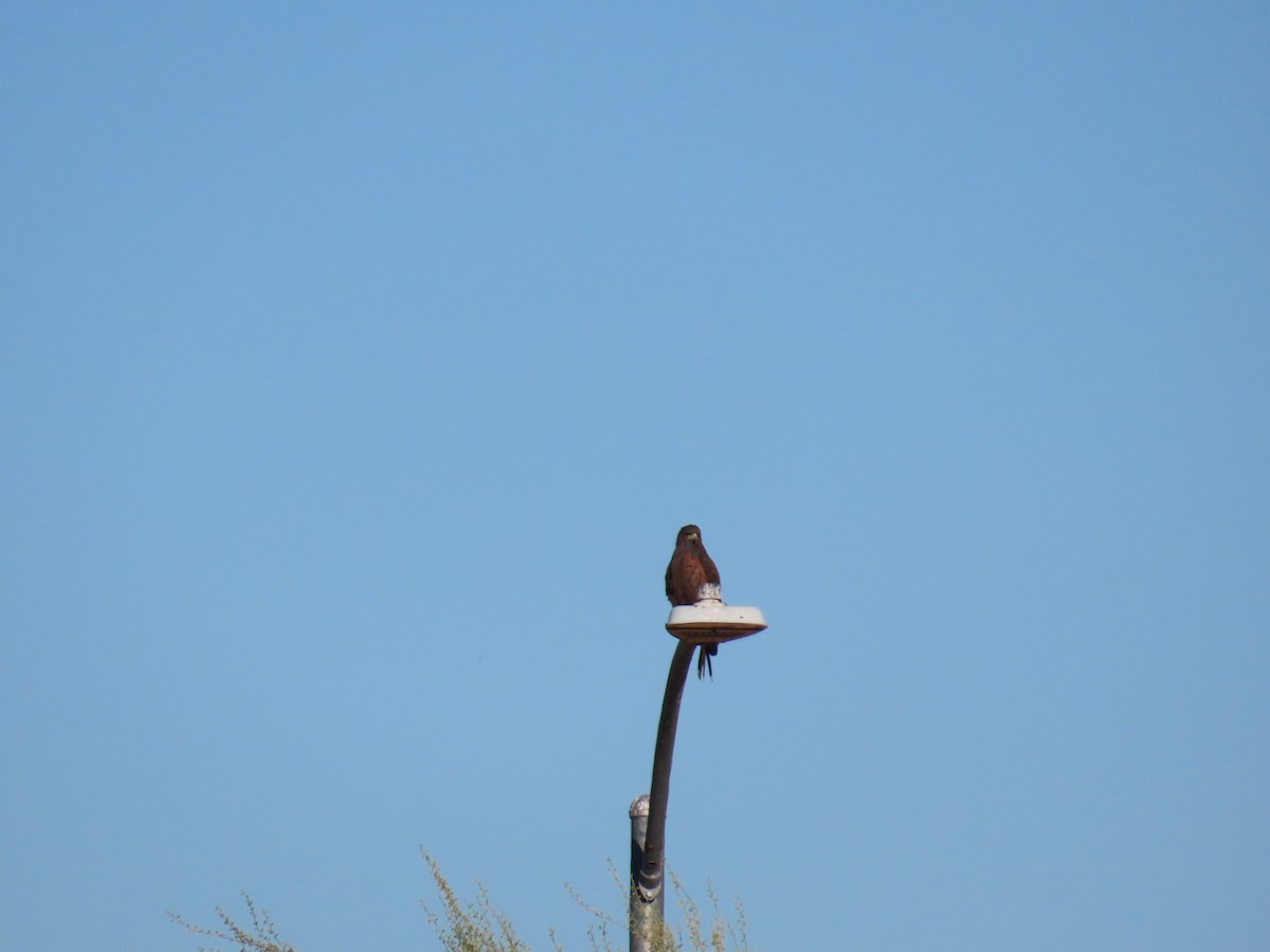 Poiana di Harris - ML646427667