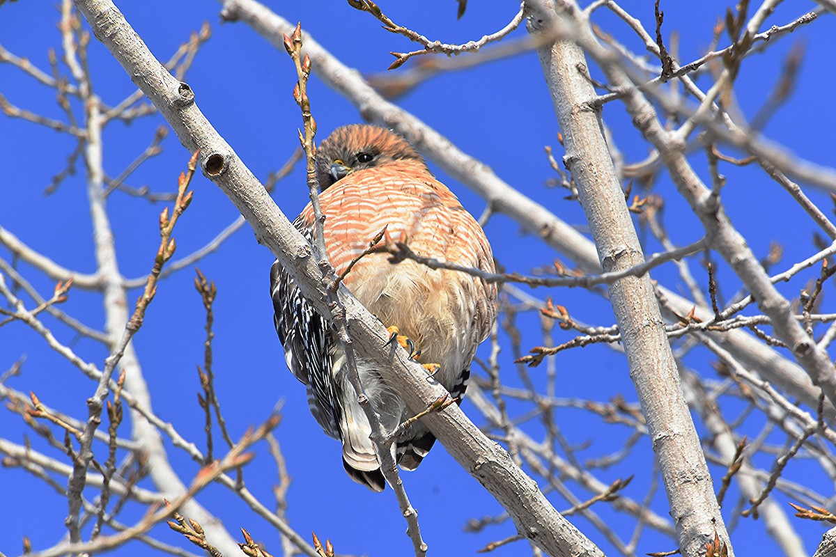 Red-shouldered Hawk - ML646427668