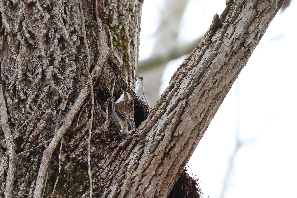 Brown Creeper - ML646427669