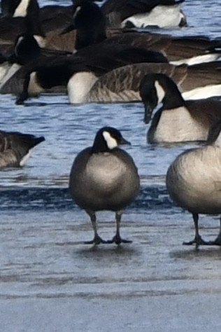 Gıdaklayan Kaz - ML646427675