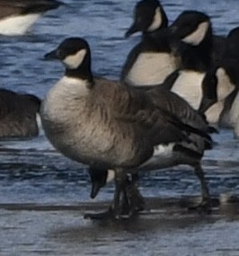 Gıdaklayan Kaz - ML646427676