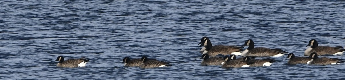 Gıdaklayan Kaz - ML646427677