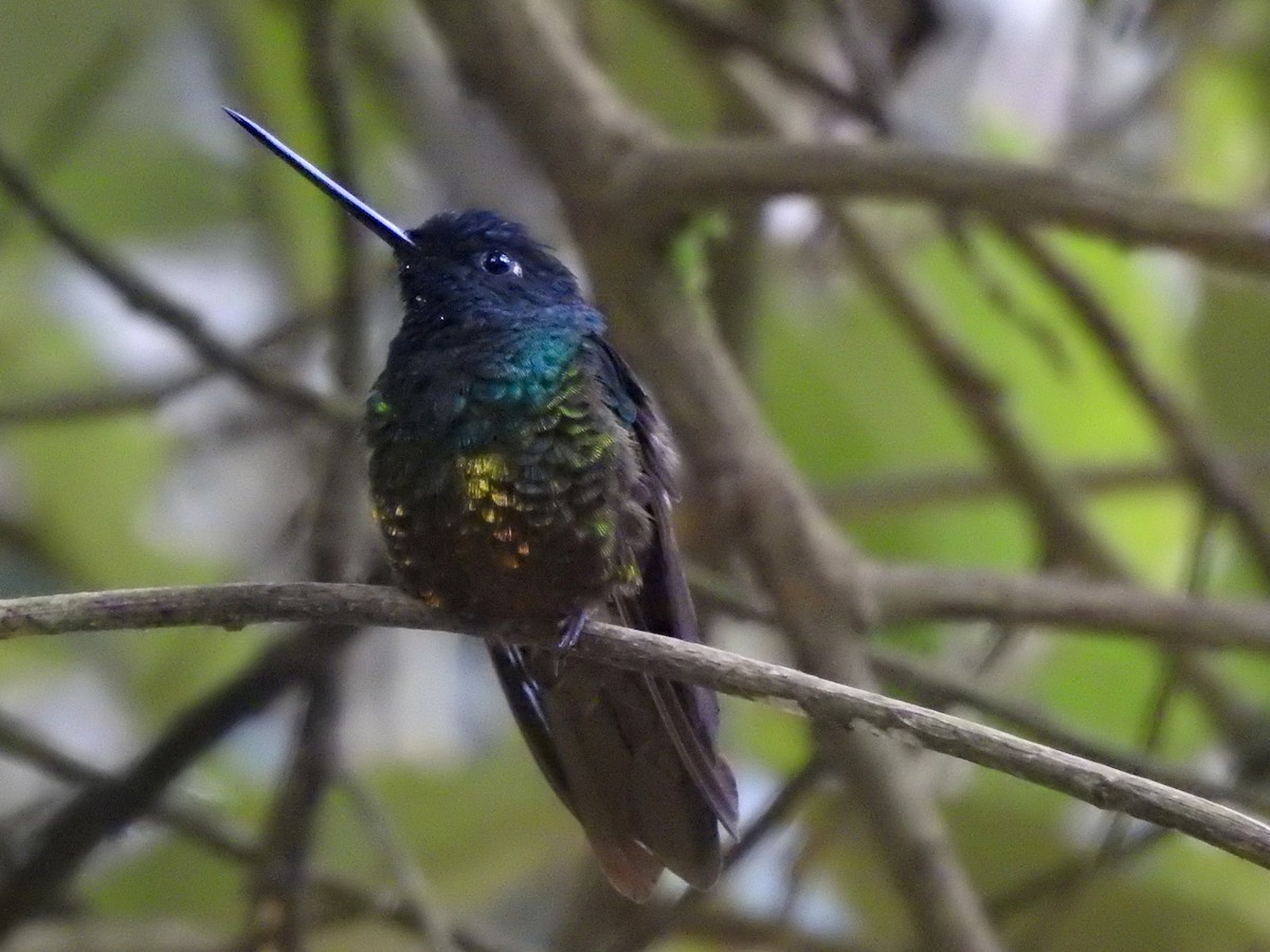 Golden-bellied Starfrontlet - ML646427679