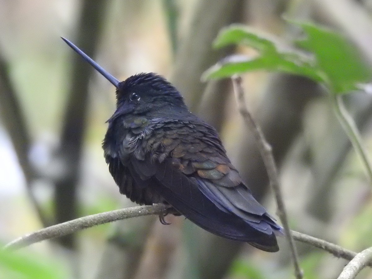 Golden-bellied Starfrontlet - ML646427680