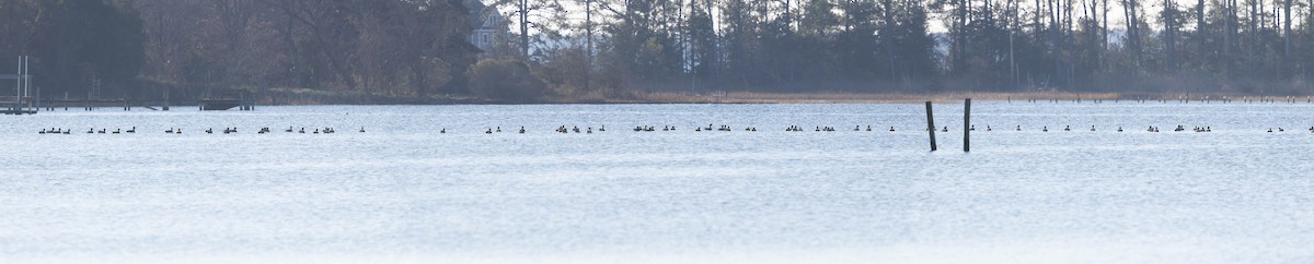 ברנטה קנדית - ML646427687