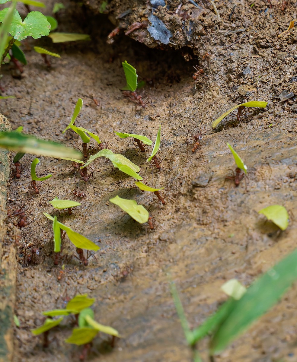 Animals - ML646427688