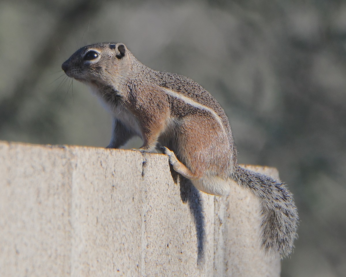 Harris' Antelope Squirrel - ML646427691