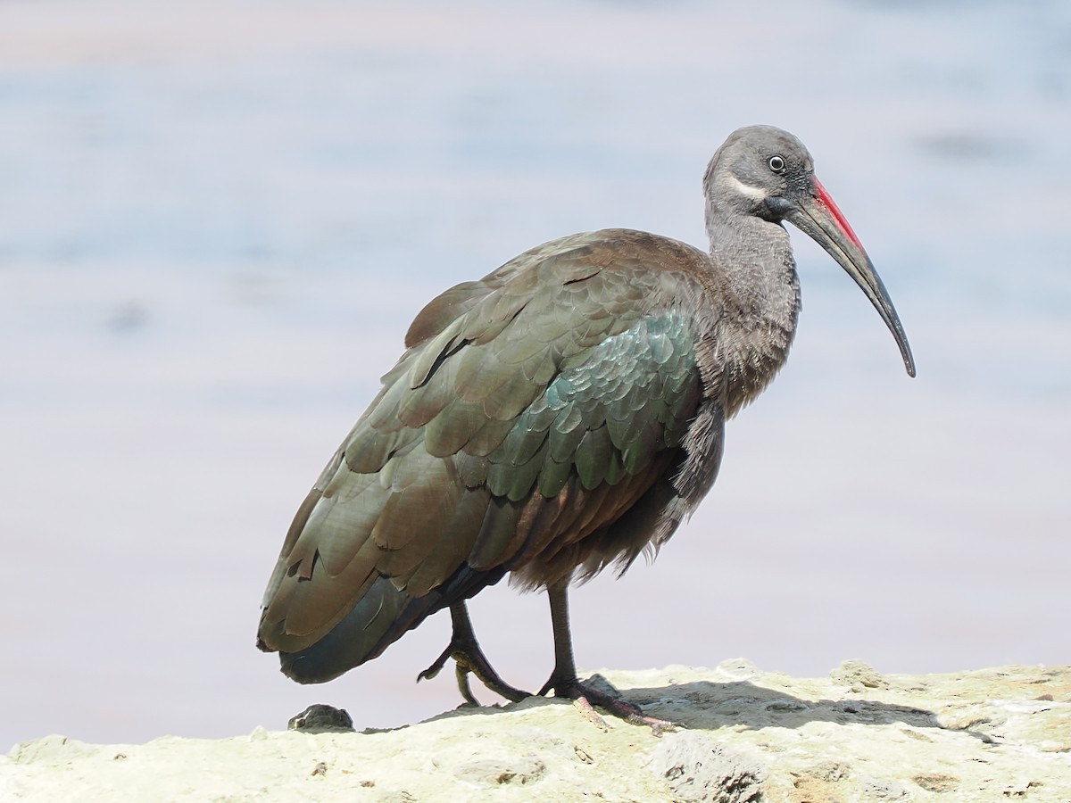 Hadada Ibis - ML646427692