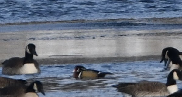 Wood Duck - ML646427693