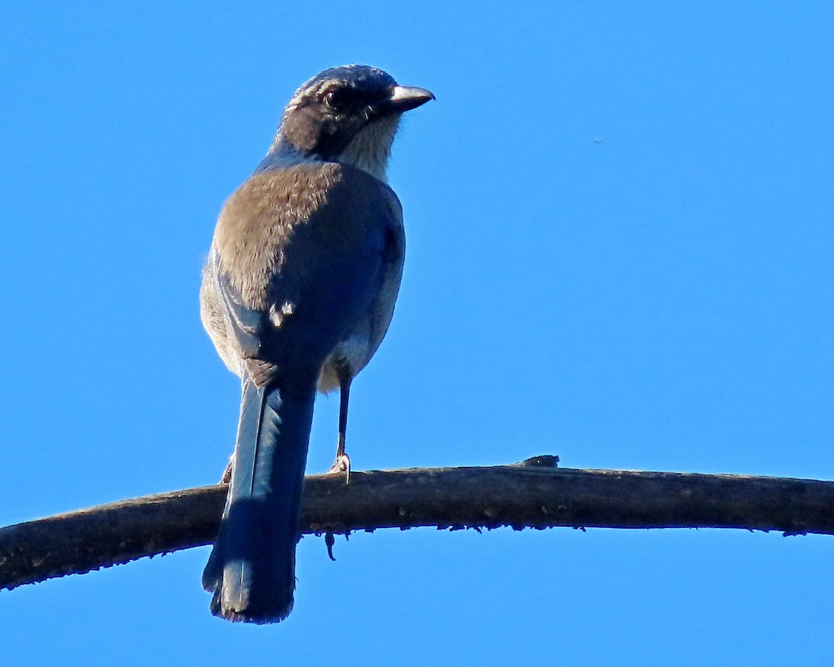 California Scrub-Jay - ML646427695