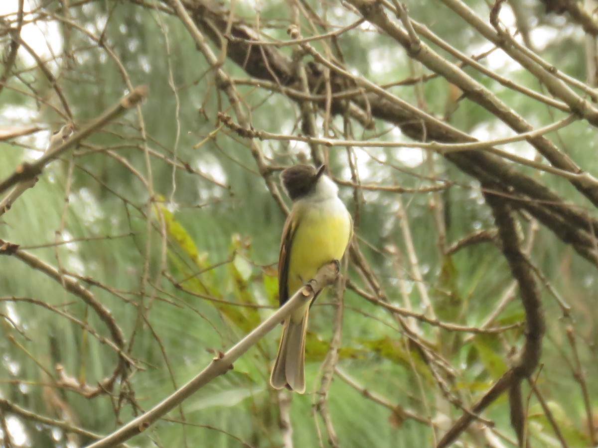 Dusky-capped Flycatcher - ML646427698