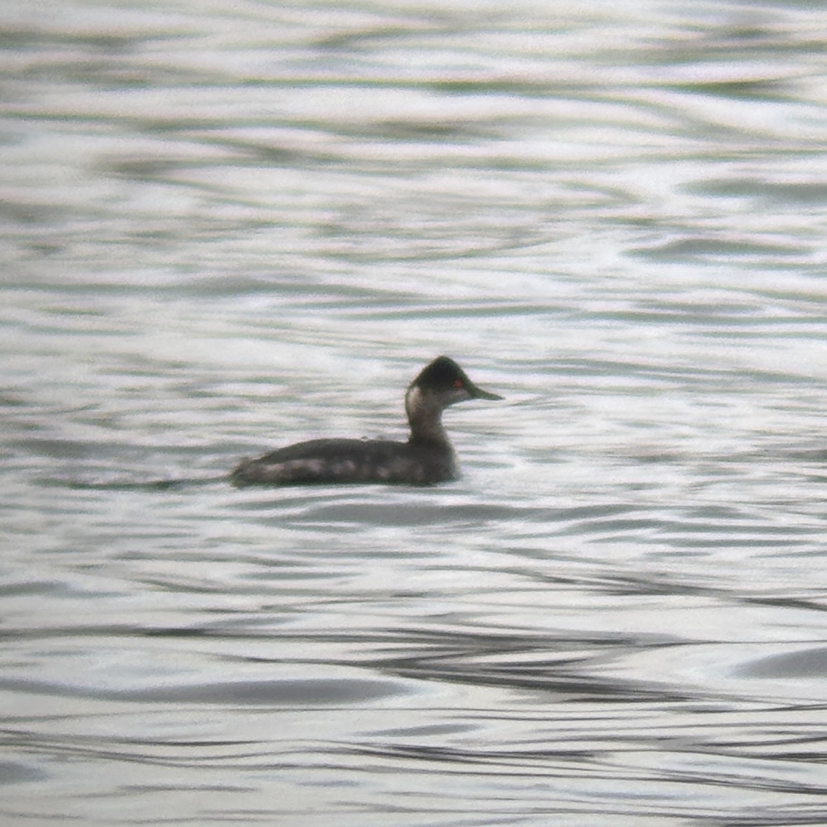 potápka černokrká - ML646427699