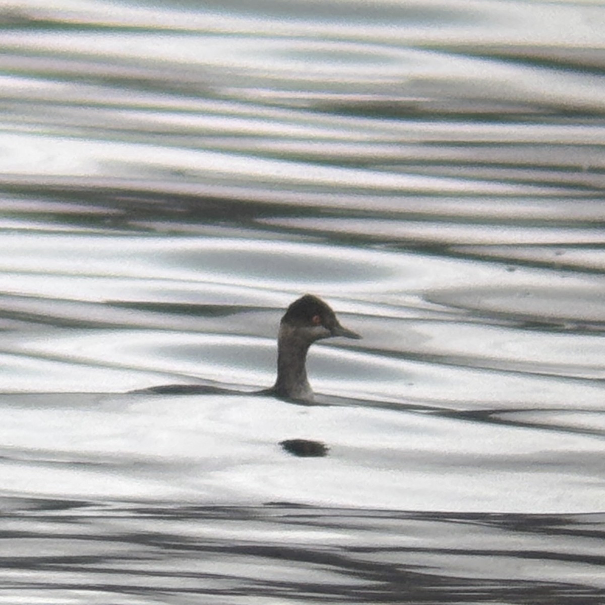 potápka černokrká - ML646427700