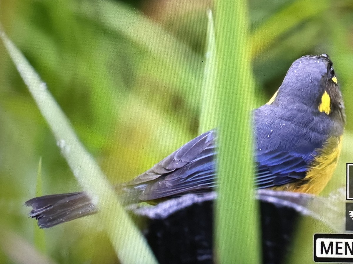 Lacrimose Mountain Tanager - ML646427701