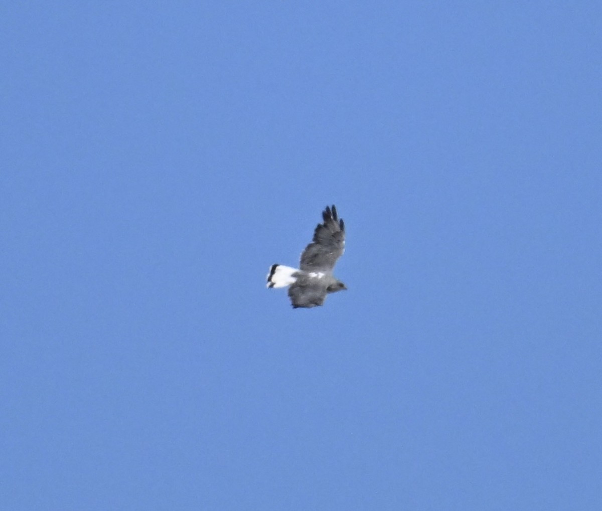 káně proměnlivá - ML646427702