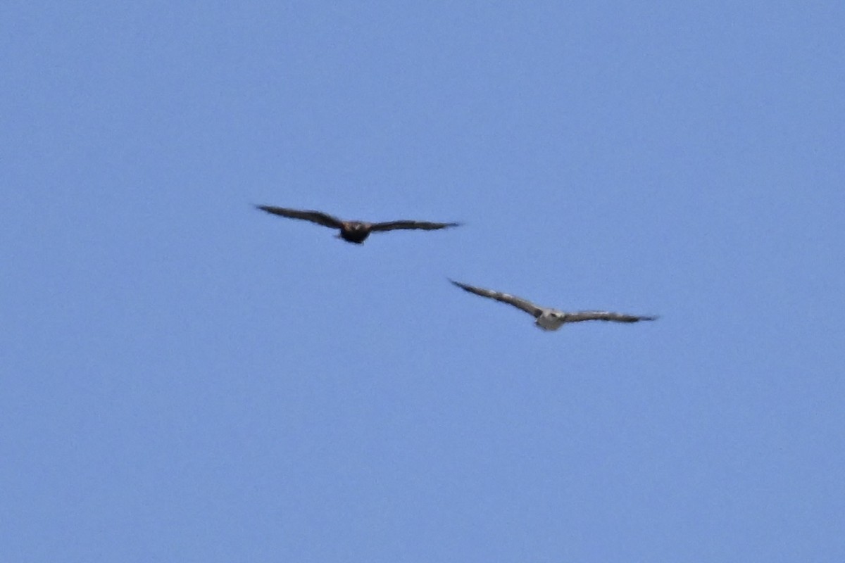 káně proměnlivá - ML646427703