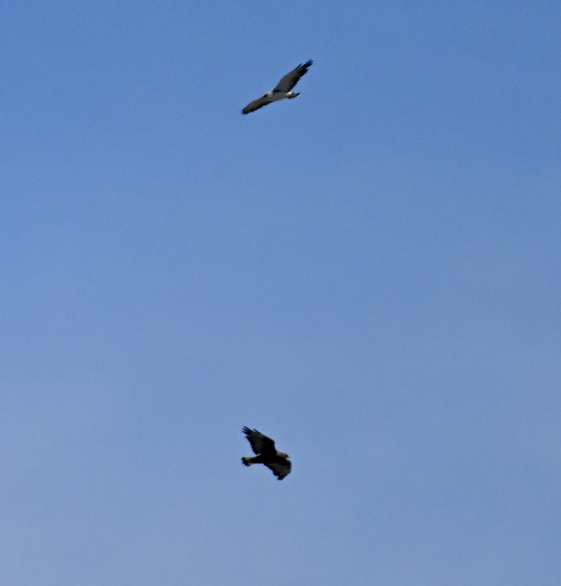 káně proměnlivá - ML646427705