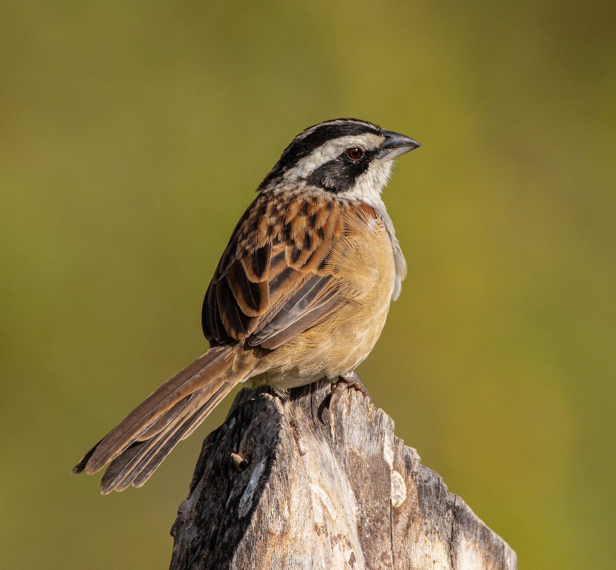 Stripe-headed Sparrow - ML646427709