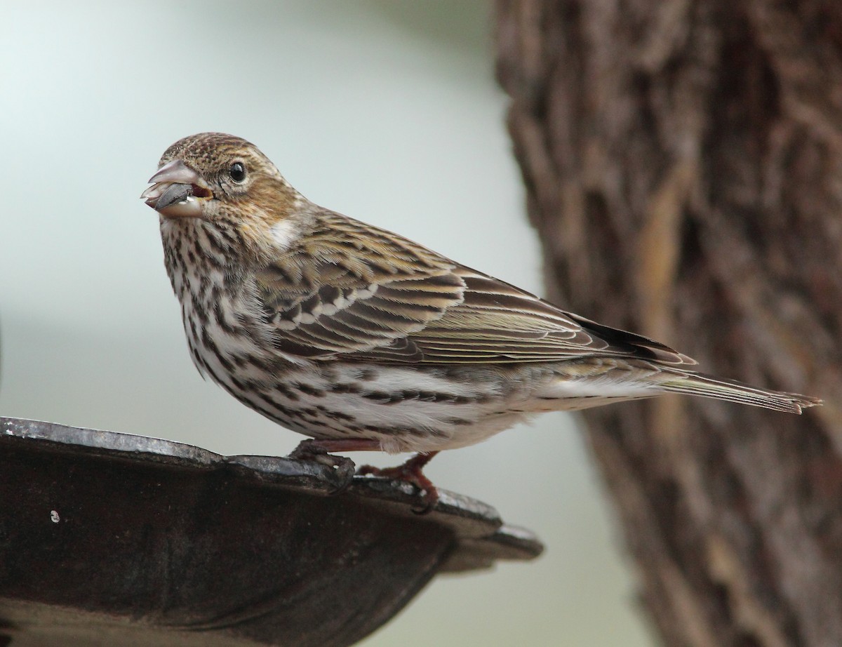 Cassin's Finch - ML64642771