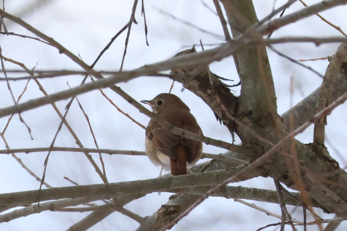 Hermit Thrush - ML646427710