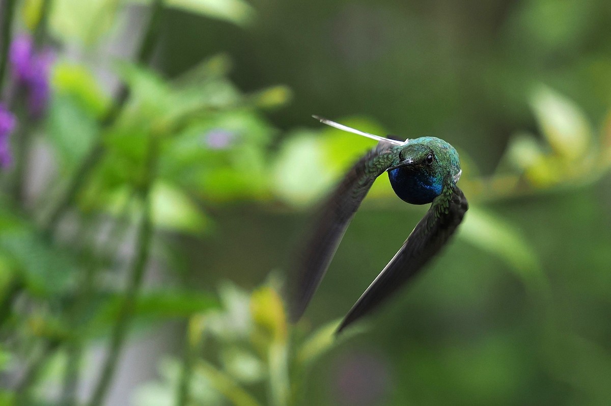 Green-backed Hillstar - ML646427713