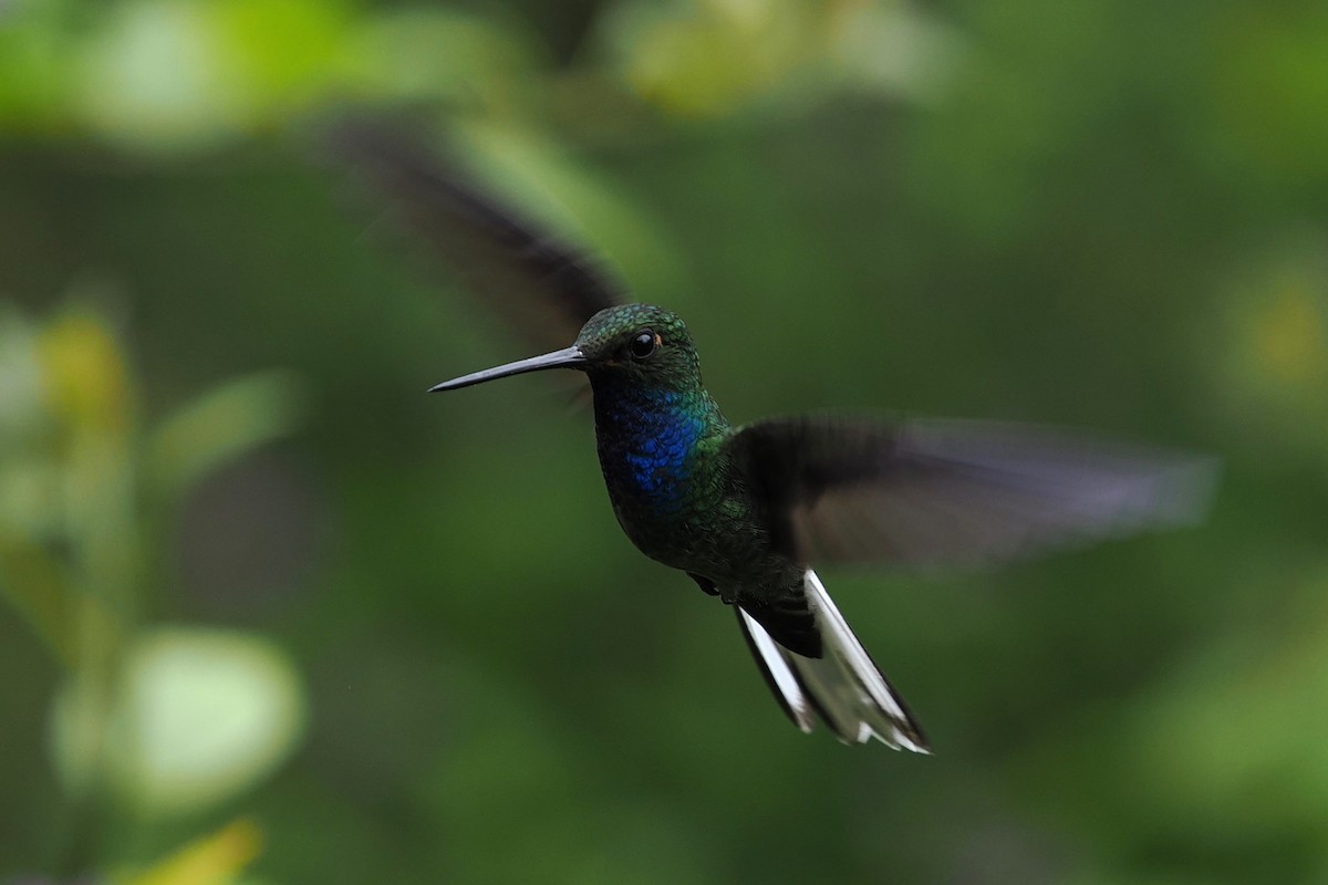 Green-backed Hillstar - ML646427714