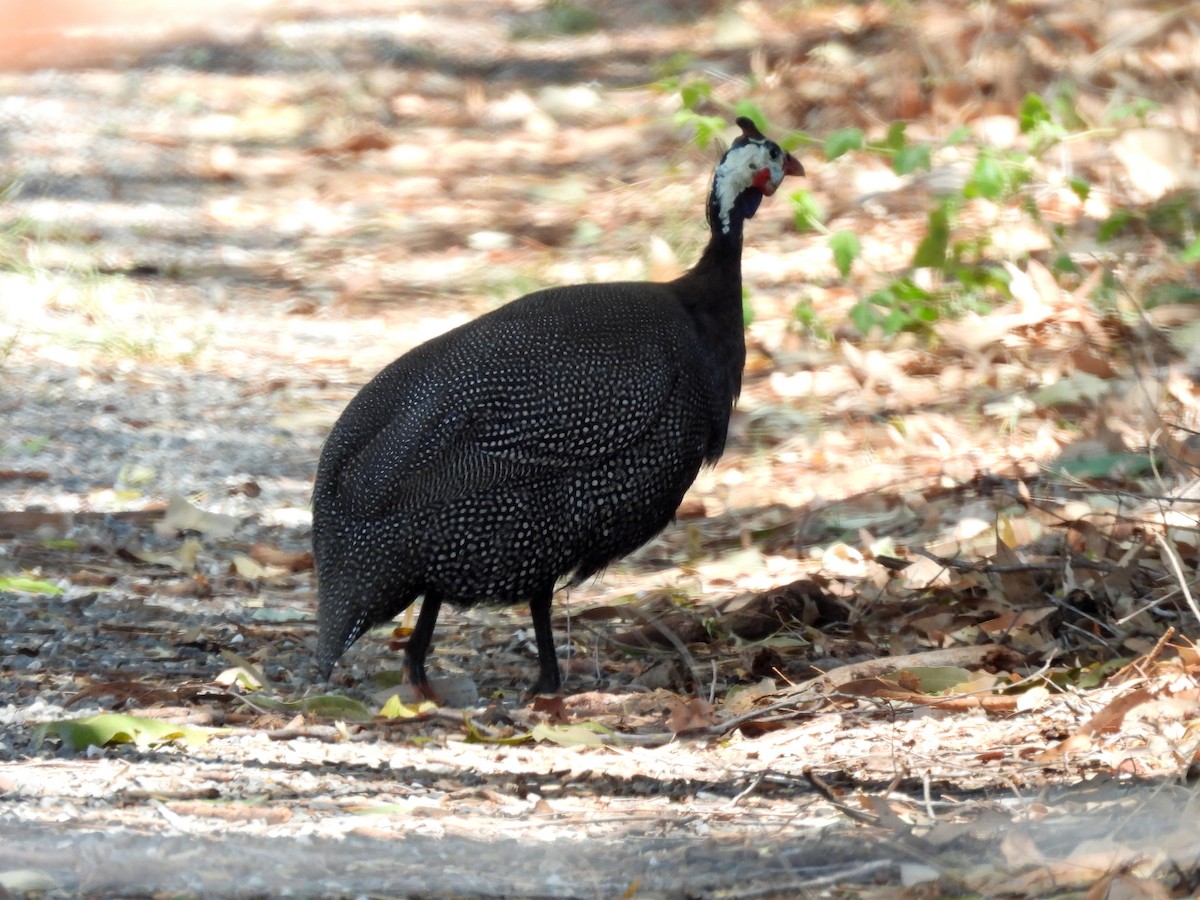 Helmeted Guineafowl (Domestic type) - ML646427715
