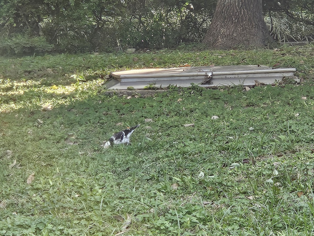 Black-collared Starling - ML646427716