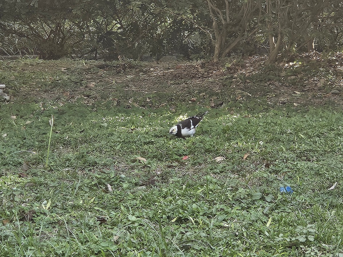 Black-collared Starling - ML646427717