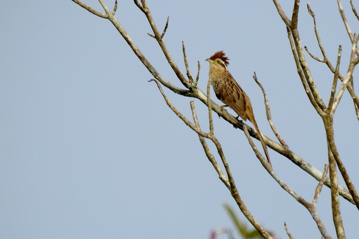 Striped Cuckoo - ML646427718