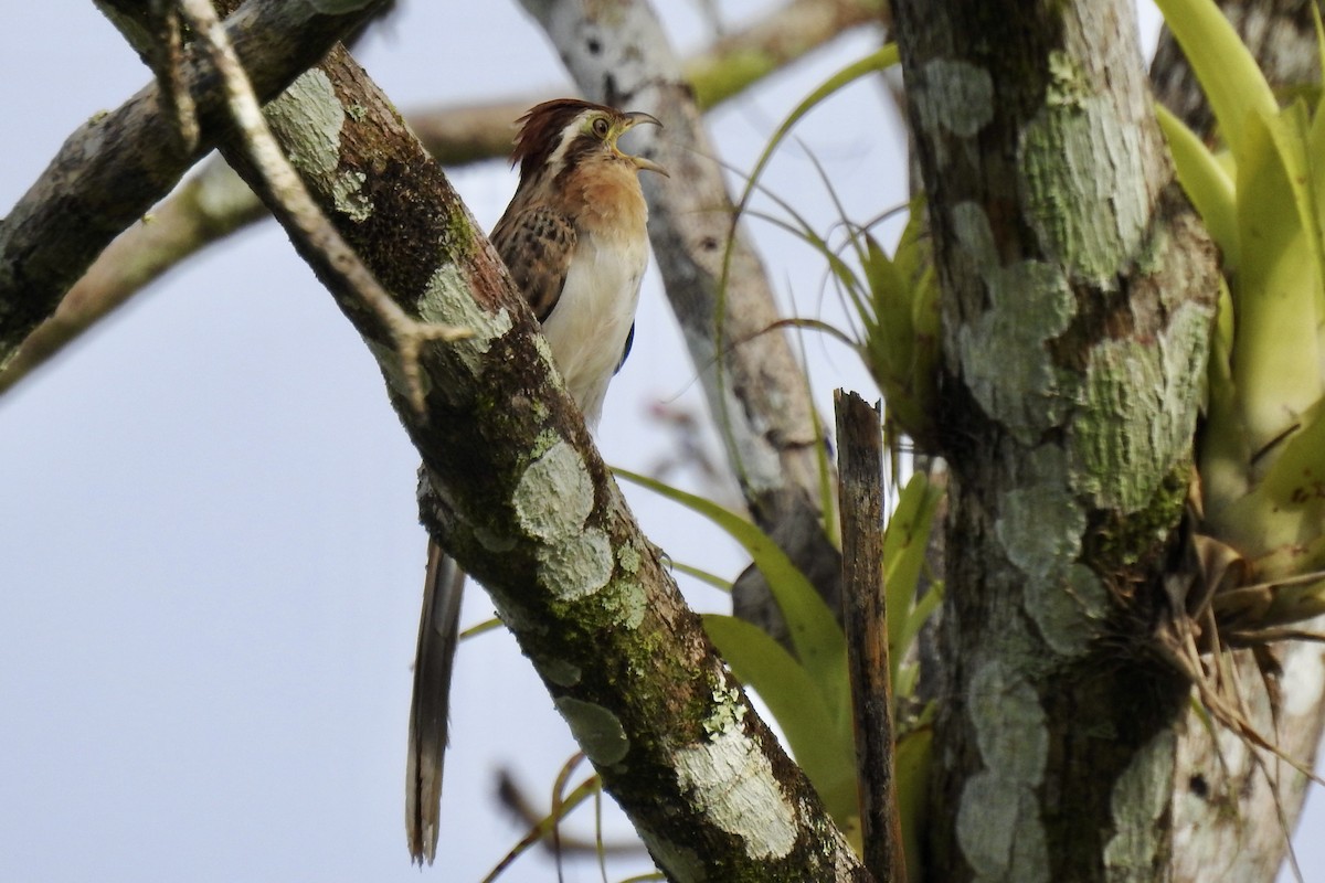 Striped Cuckoo - ML646427719
