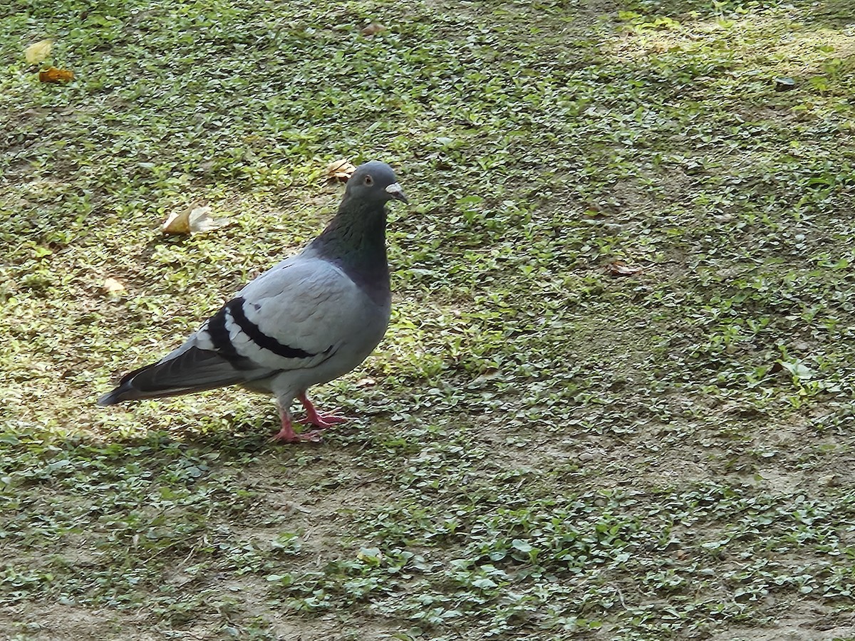 Rock Pigeon (Feral Pigeon) - ML646427733