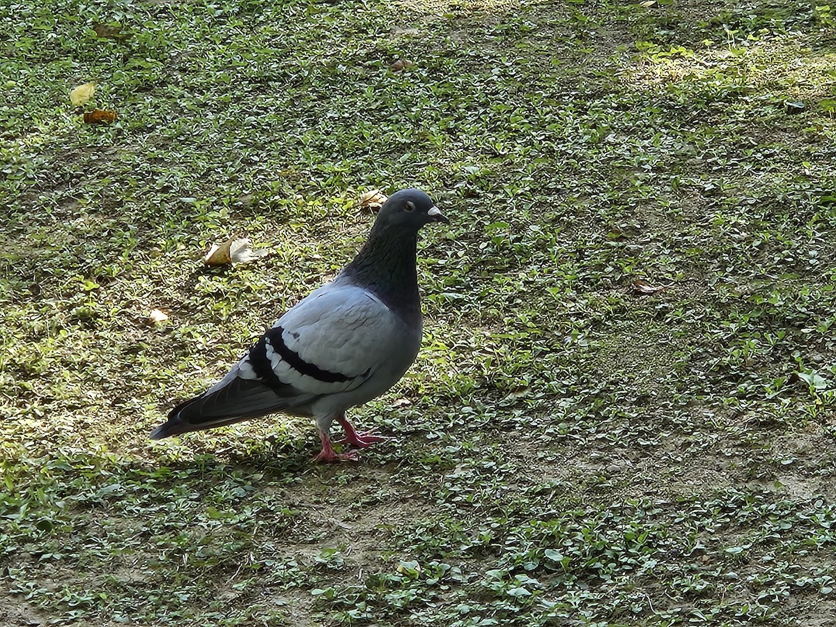 Rock Pigeon (Feral Pigeon) - ML646427734